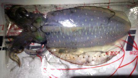 まだまだエギング!!