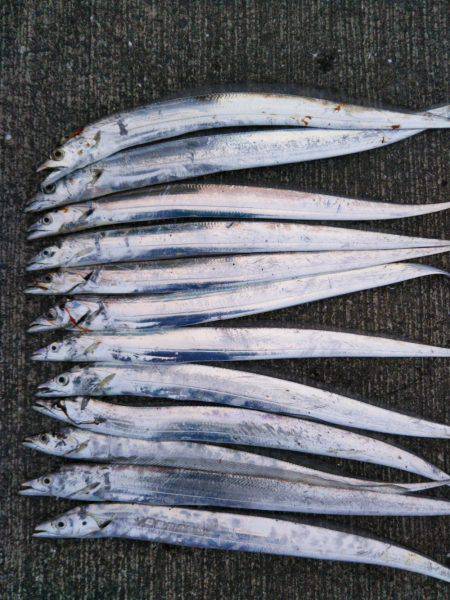 大潟岸壁テンヤでタチウオ