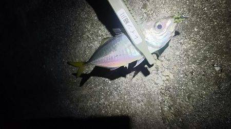 簡単楽しいアジング