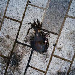 江尻アオリイカ&アジ