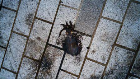 江尻アオリイカ&アジ