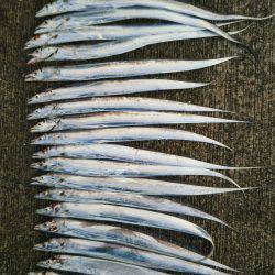 大潟岸壁テンヤでタチウオ