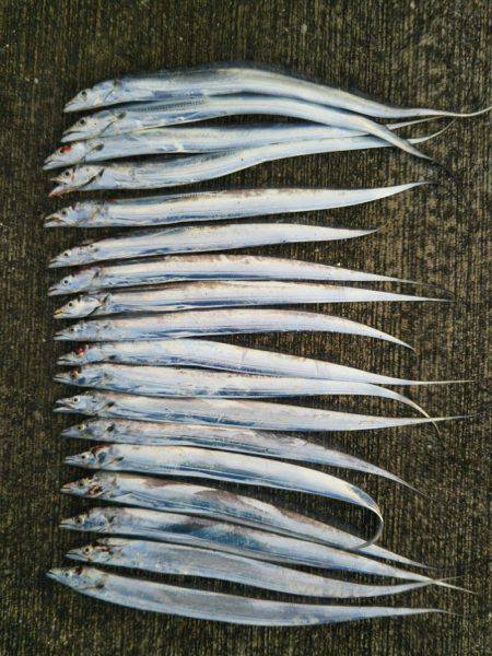 大潟岸壁テンヤでタチウオ