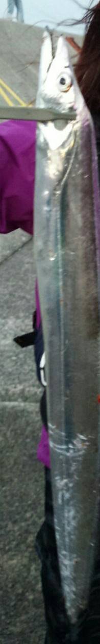 サゴシはどこにいった？