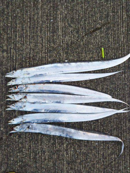 大潟岸壁テンヤでタチウオ