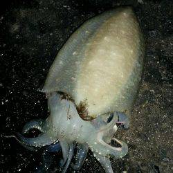 またまた淡路島!