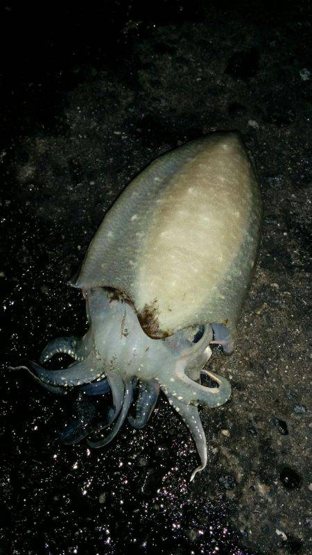 またまた淡路島!