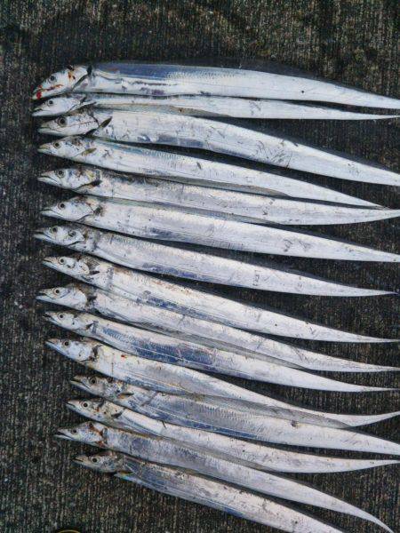 大潟岸壁テンヤでタチウオ