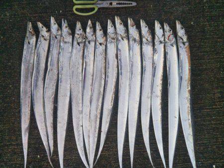 大潟岸壁テンヤでタチウオ