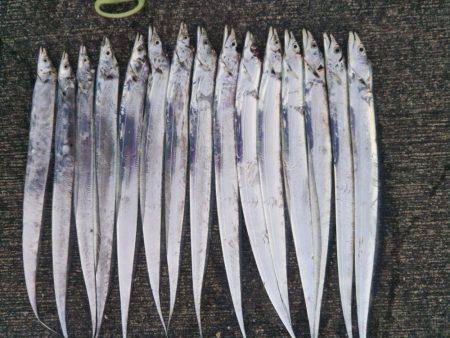 大潟岸壁テンヤでタチウオ