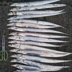 大潟岸壁テンヤでタチウオ