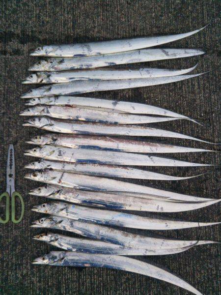 大潟岸壁テンヤでタチウオ