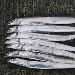 大潟岸壁テンヤでタチウオ