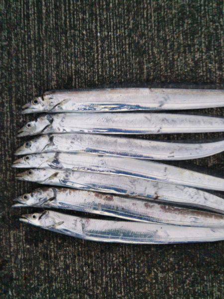 大潟岸壁テンヤでタチウオ