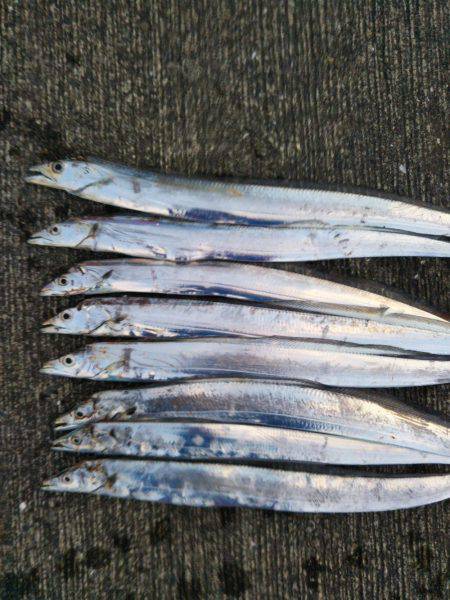 大潟岸壁テンヤでタチウオ