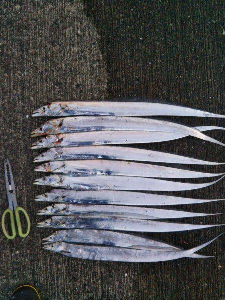 大潟岸壁テンヤでタチウオ