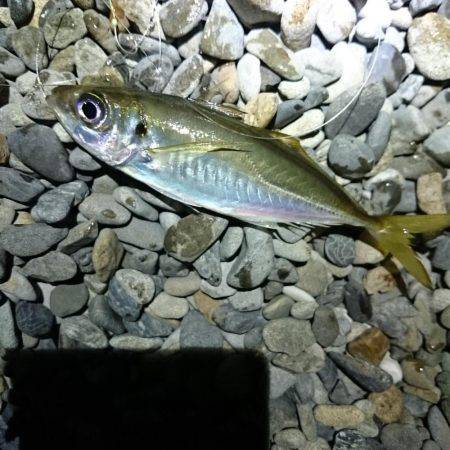 仕事帰りのアジング