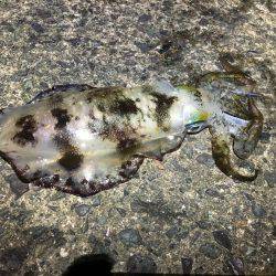 コロッケサイズ