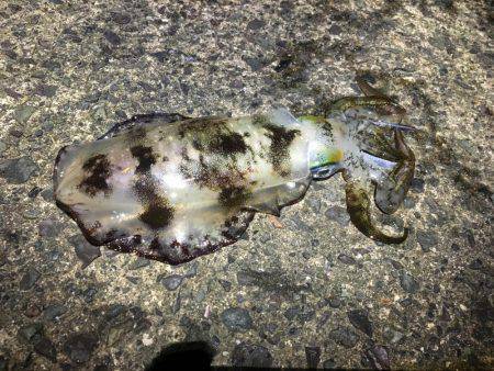 コロッケサイズ