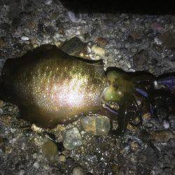 ワインド＆エギング