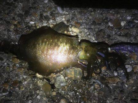 ワインド＆エギング