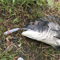 初場所チヌトップ！！