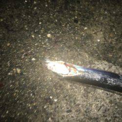 タチウオ、食い渋り