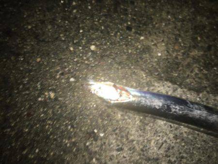 タチウオ、食い渋り