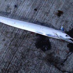 アオリおらず!!!