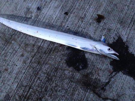 アオリおらず！！！