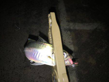 アジは裏切りません