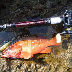 ロックフィッシュ！