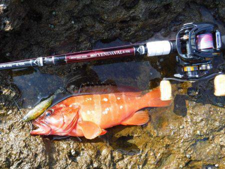 ロックフィッシュ！