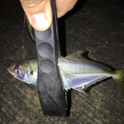 注文のアジを釣りに…