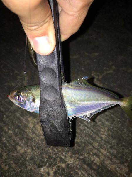 注文のアジを釣りに…