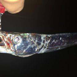 今日も行って来ました