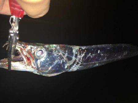 今日も行って来ました