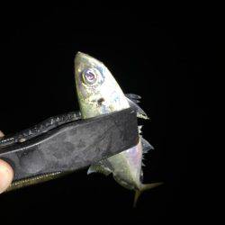 アジは裏切りません