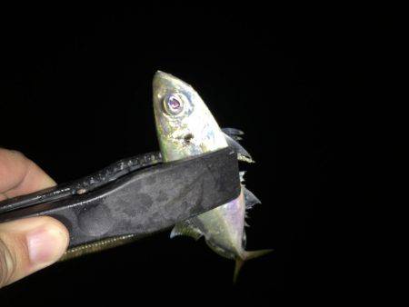 アジは裏切りません