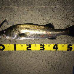 久しぶりの50アップ