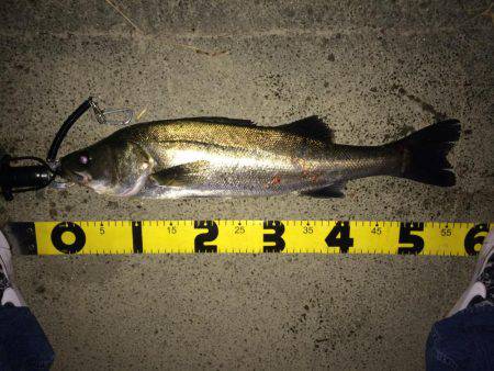 久しぶりの50アップ