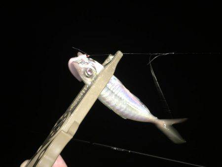 アジングはやはり裏切りません