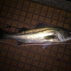 久しぶりのシーバス