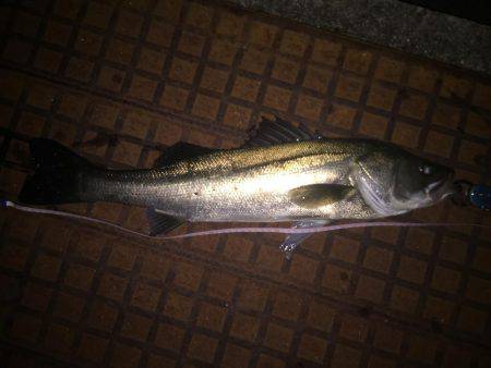 久しぶりのシーバス