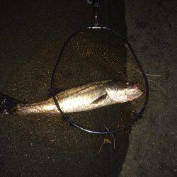 朝マズメ、シーバス