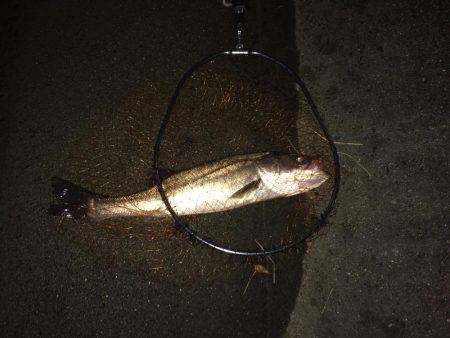 朝マズメ、シーバス