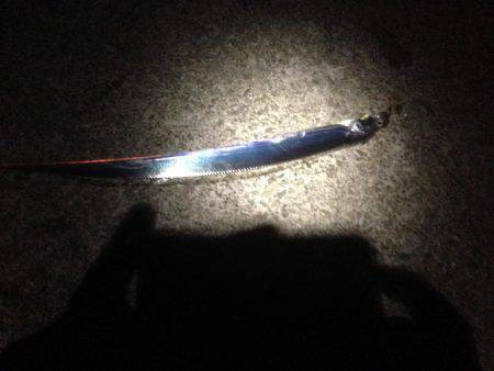 結局タチウオ！