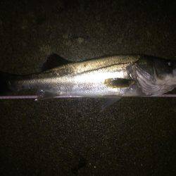 神戸湾奥シーバス