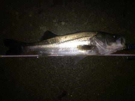 神戸湾奥シーバス