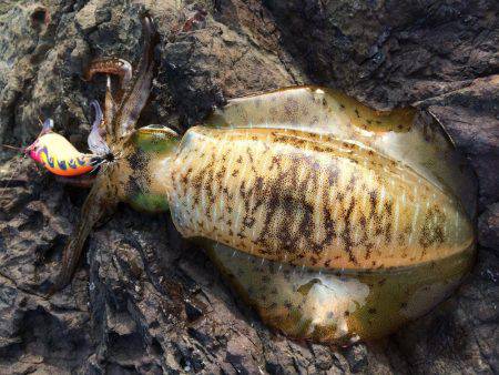 中紀シャローランガン